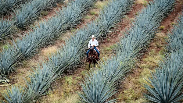 Plantacion Agave Verde excursión Tequila desde Guadalajara