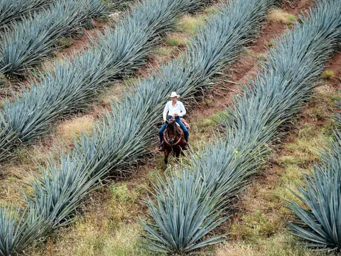 Plantacion Agave Verde excursión Tequila desde Guadalajara