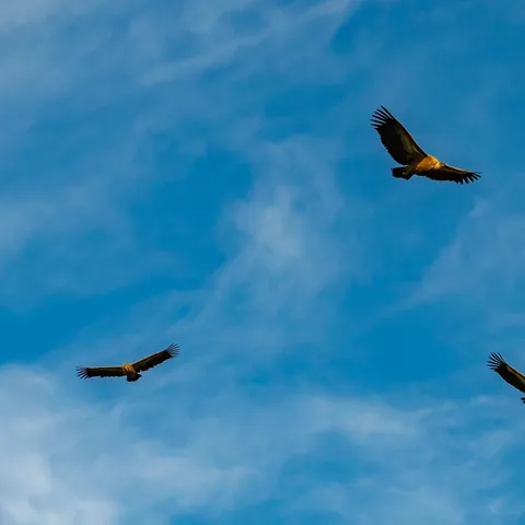Buitres leonados sobrevolando el Caminito del Rey