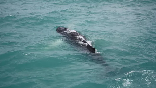Avistamiento Ballenas entradas Whales Iceland Reikiavik islandia