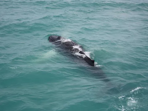 Avistamiento Ballenas entradas Whales Iceland Reikiavik islandia