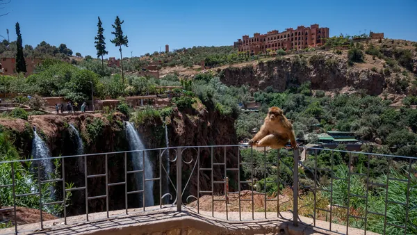 Mono junto a las Cascadas de Ouzoud en Marruecos