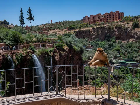 Mono junto a las Cascadas de Ouzoud en Marruecos