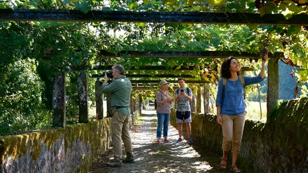 Grupo visitando viñedos de Albariño en Cambados, Pontevedra