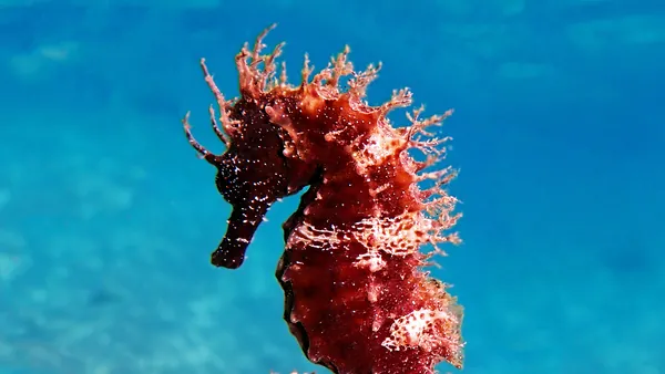 Bautismo de Buceo en Puerto del Carmen