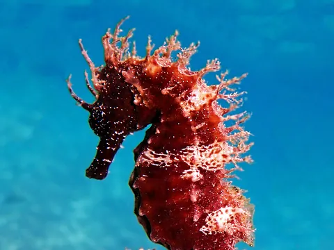 Bautismo de Buceo en Puerto del Carmen