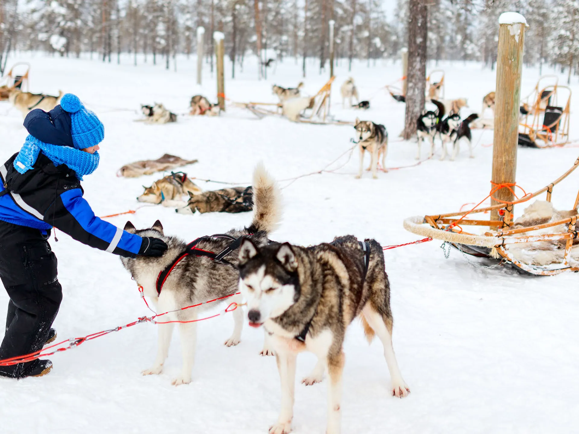 Niños acariciando perro de trineo en el Val d'Arán - Planes con niños - Guía de viajes en Baqueira Beret - Buendía