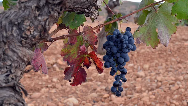 visita guiada Bodega Sierra Norte Calderon Cata Vinos Requena Comunidad Valenciana