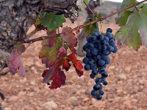 visita guiada Bodega Sierra Norte Calderon Cata Vinos Requena Comunidad Valenciana