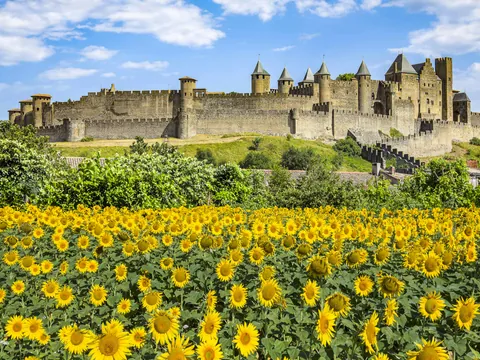 Campo de girasoles frente a la ciudadela medieval de Carcasona en un día de verano soleado.