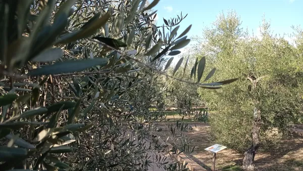 Naturaleza que rodea la actividad de Oleoturismo en la Hacienda La Laguna.