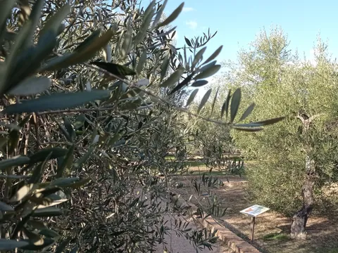 Naturaleza que rodea la actividad de Oleoturismo en la Hacienda La Laguna.