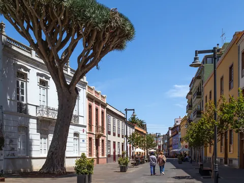 Calles de La Laguna con el típico árbol tinerfeño, el drago.
