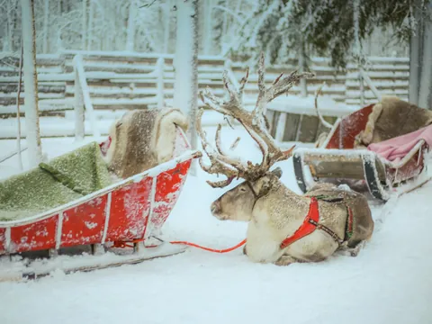Renos descansando junto a su trineo en el pueblo de Papá Noel.