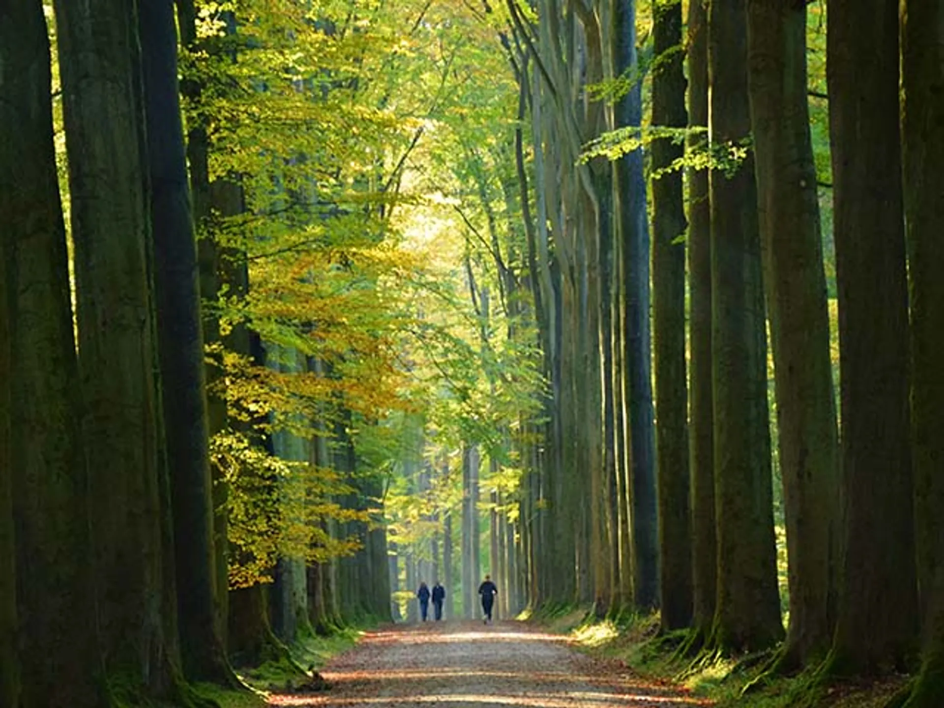El Bosque de Soignes-Que ver en Bruselas-Guía de Viaje Buendía Tours