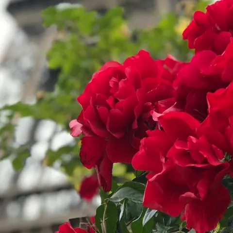 Los Mejores Planes Romanticos en París