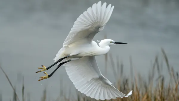 Ruta Parque Nacional Doñana Todoterreno 4x4 Cádiz Huelva Sevilla Avistamiento Pajaros