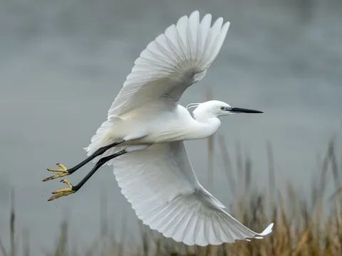 Ruta Parque Nacional Doñana Todoterreno 4x4 Cádiz Huelva Sevilla Avistamiento Pajaros