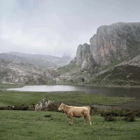 Vaca pastando en los Lagos de Covadonga, Picos de Europa, Asturias