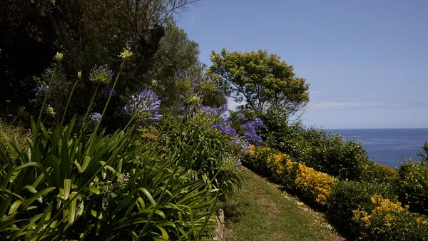 Vegetación del bosque de Fonte Baxa en Luarca, Asturias