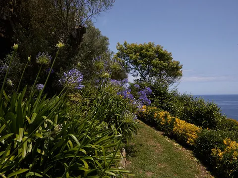 Vegetación del bosque de Fonte Baxa en Luarca, Asturias