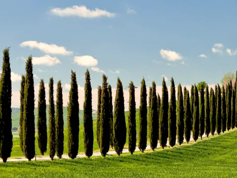 Excursión al Valle de Orcia, Montalcino, Pienza y Montepulciano con degustación desde Florencia