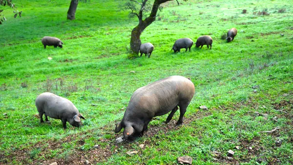 excursión 4x4 Dehesa Cáceres Todoterreno Extremadura