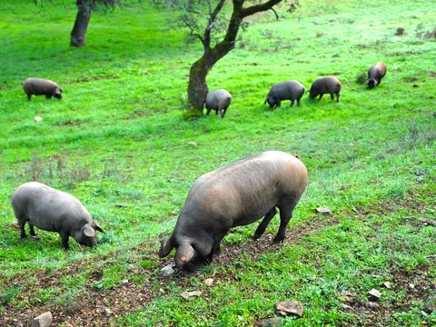 excursión 4x4 Dehesa Cáceres Todoterreno Extremadura