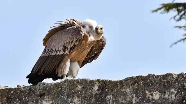 Buitre leonado posado, zona montañosa Picos de Europa