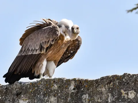 Buitre leonado posado, zona montañosa Picos de Europa