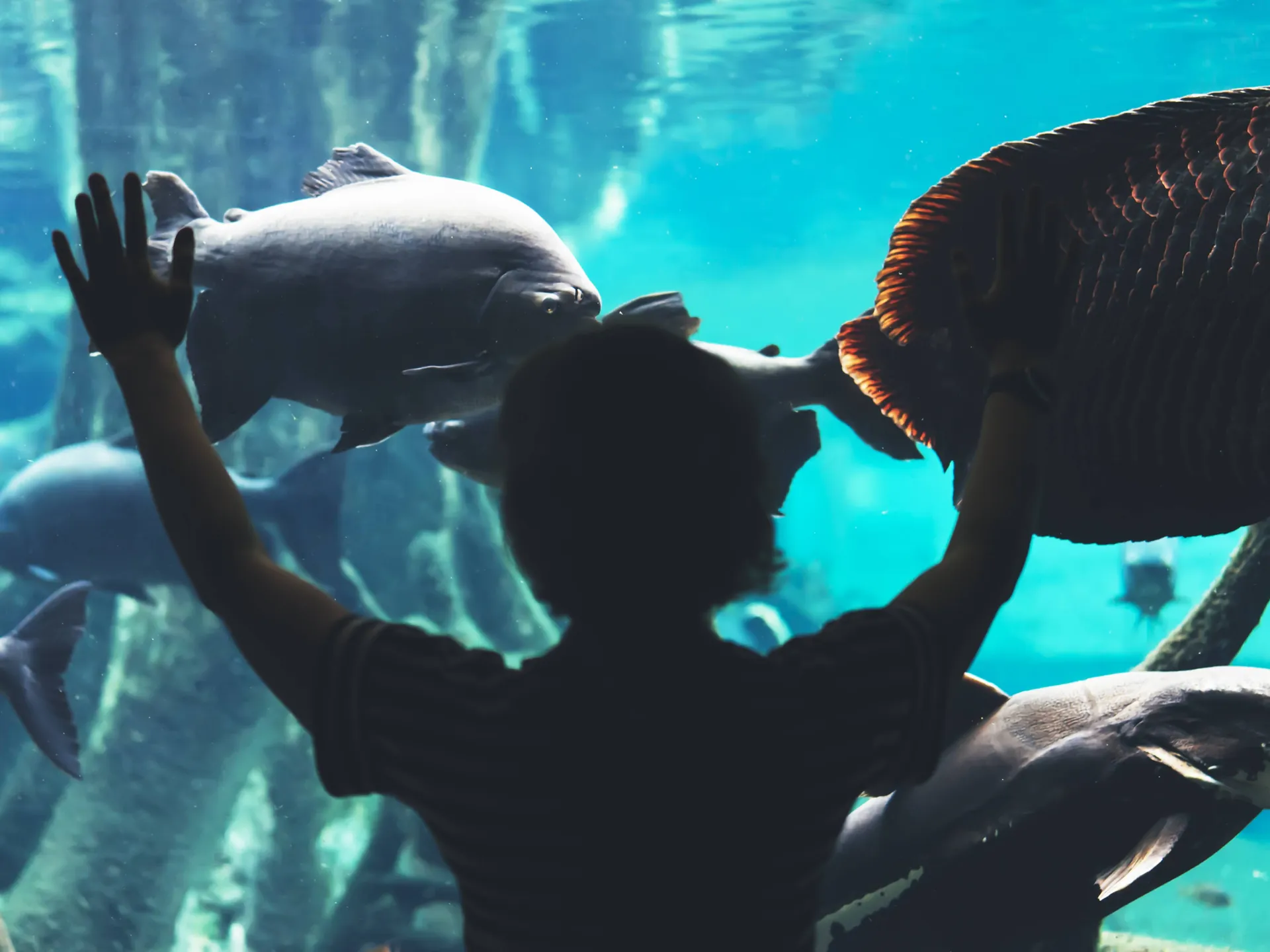 Aquarium de Barcelona - Barcelona con niños - Qué hacer en Barcelona - Guía de viaje Barcelona - Buendía Tours