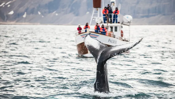 Avistamiento Cetaceos entradas Whales Iceland Reikiavik islandia