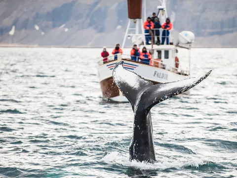 Avistamiento Cetaceos entradas Whales Iceland Reikiavik islandia