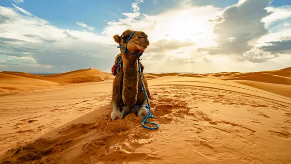 Camello Desierto Merzouga