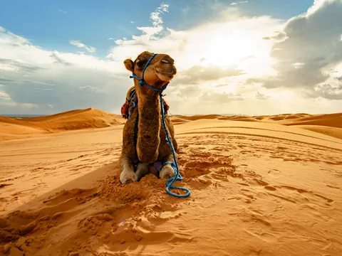 Camello Desierto Merzouga