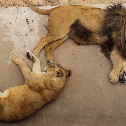 Leones en el Zoo de Lisboa