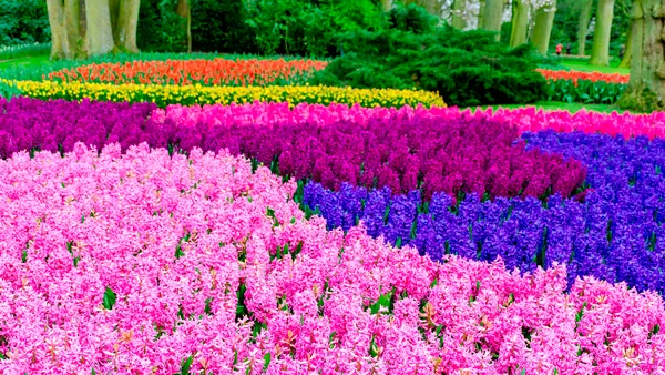 Visita guiada entre tulipanes multicolor en el parque Keukenhof, Países Bajos