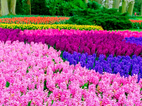 Visita guiada entre tulipanes multicolor en el parque Keukenhof, Países Bajos