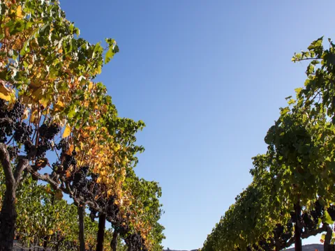 Viñedos Navarra Caudalia experiencias Garnacha Bodegas Caudalia