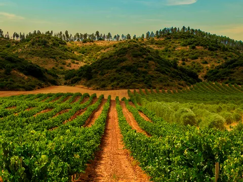 Visita guiada bodegas de Pago Larrainzar con cata