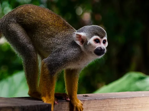 (VARIOS ORÍGENES) Desde Punta Cana: Excursión al Monkeyland de Punta Cana