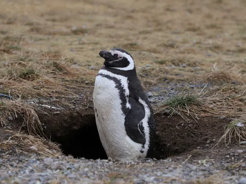 Pingüino en la península de la Magdalena en Santander