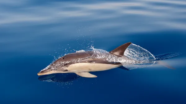 Avistamiento Cetacos Tarifa Delfines Estrecho Gribraltar Cádiz
