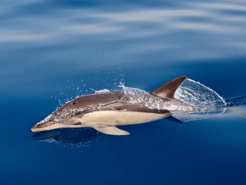 Avistamiento Cetacos Tarifa Delfines Estrecho Gribraltar Cádiz