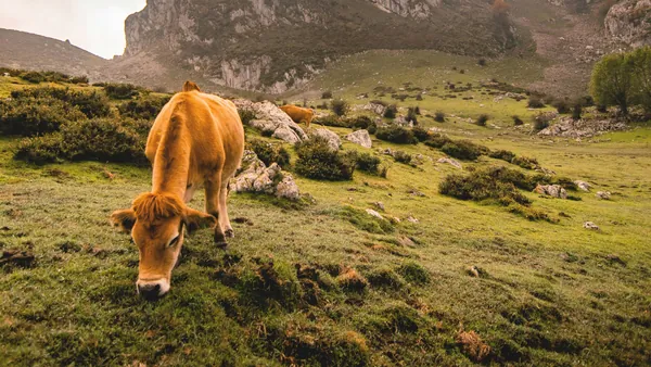Cómo sacarle el máximo partido a tu visita a los Lagos de Covadonga