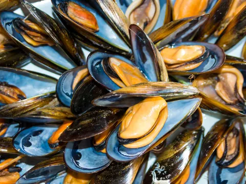 paseo en barco o Grove Ra Arousa Degustacion Mejillones Vino Galicia