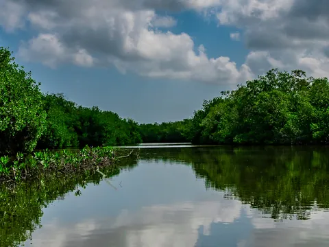 Excursión a los Manglares de La Boquilla desde Cartagena de Indias