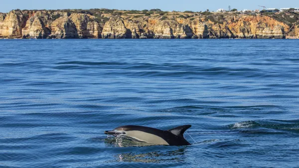 Avistamiento Delfines Algarve