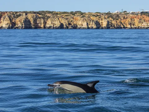 Avistamiento Delfines Algarve