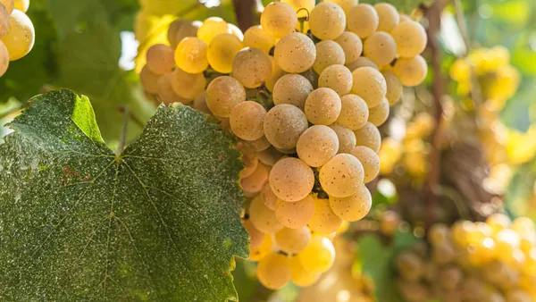 Uva Vides Albariño Rias Baixas Pontevedra visita Cata Bodegas Corisca